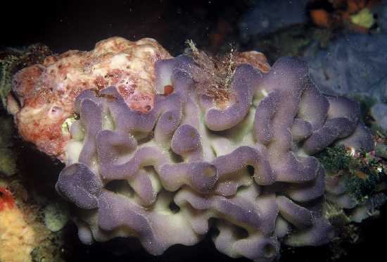  Oscarella lobularis (Flesh Sponge)